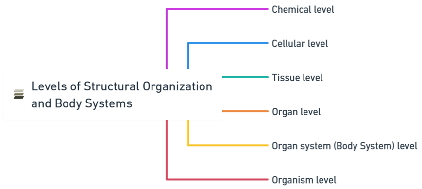 levels of structural organization and body systems Level of Structural Organization & Body Systems