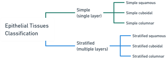 Classification of epithelial tissue