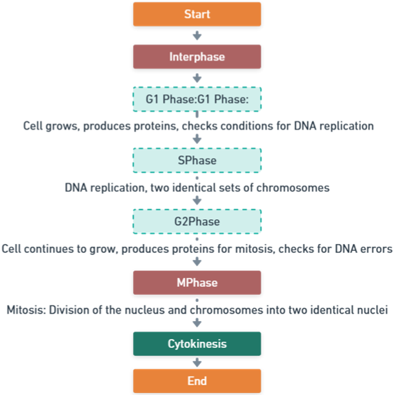 Flowchart of cell division