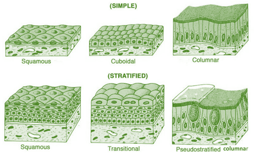 simple and stratified epithelial tissue