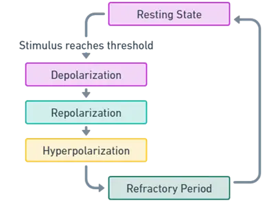 Here is the diagram illustrating the phases of an action potential: