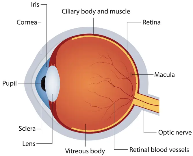 Eye