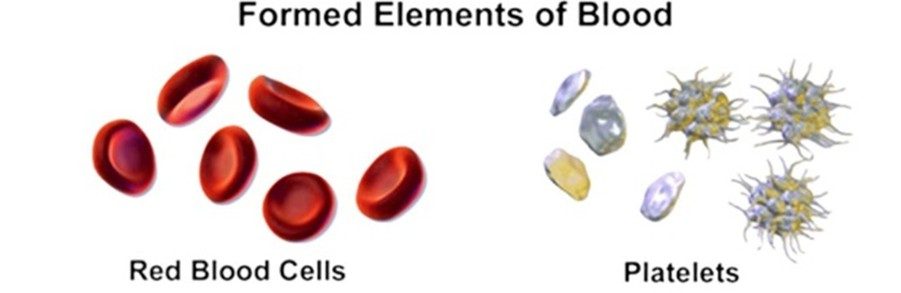 Formed Elements of Blood