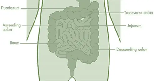 Ileum