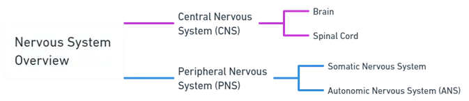Nervous System Overview