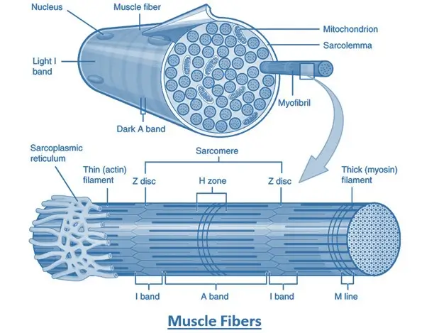 Physiology of Muscle Contraction Physiology of Muscle Contraction