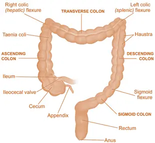 Rectum and Anus