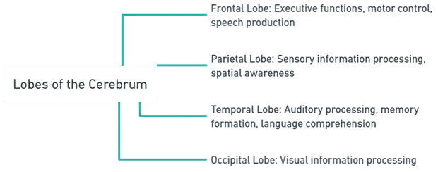 Cerebrum