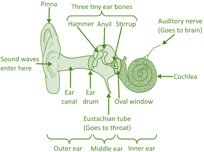 Structure of the Ear Structure of the Ear