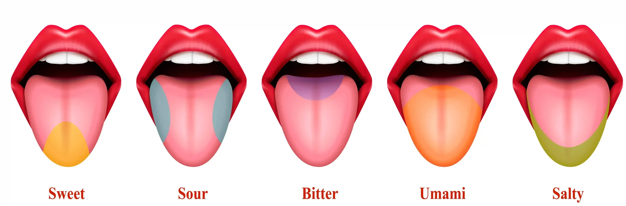 Tongue