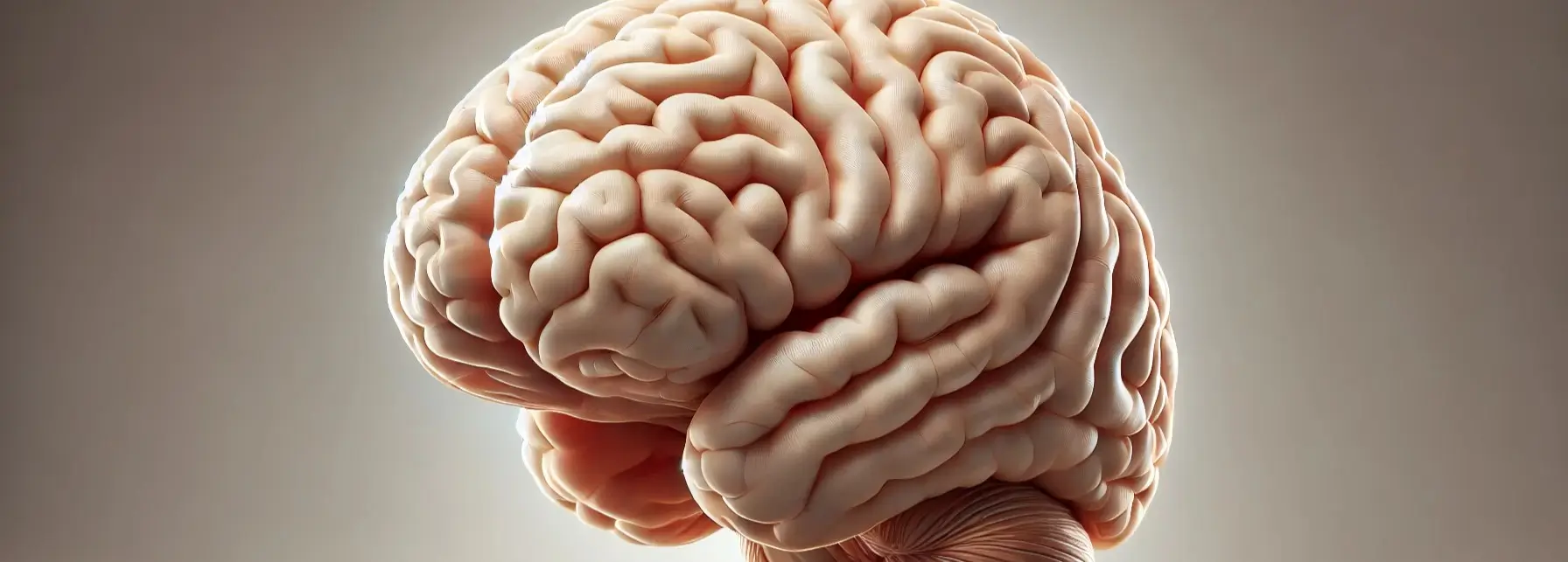 brain