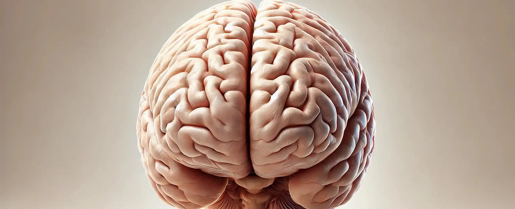 cerebrum