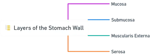 layers of stomach wall