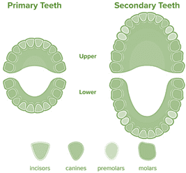 mouth