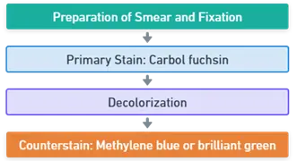 Procedure of Acid-Fast Staining