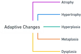 Adaptive Changes