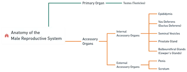 Anatomy of male reproductive system