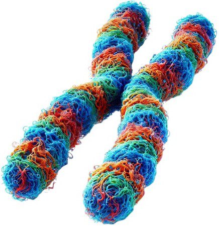 Chromosome Chromosome