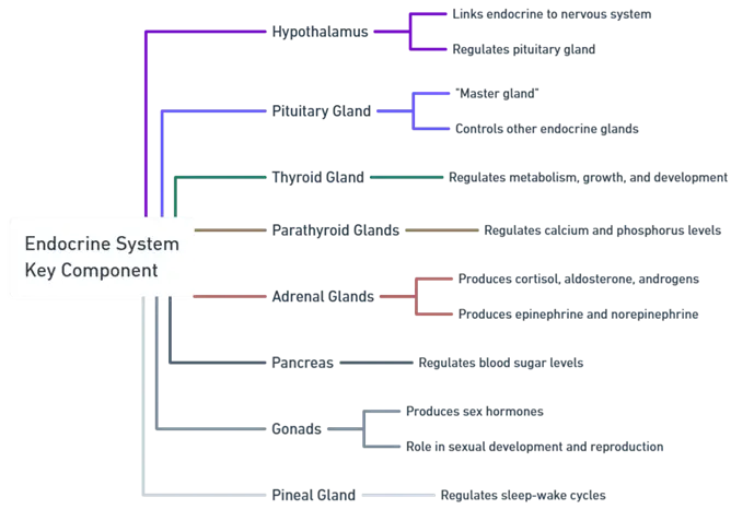Endocrine System Key Component