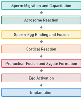 Fertilization mind map Fertilization mind map