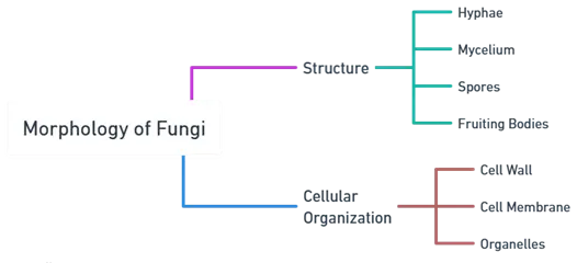 Morphology of Fungi