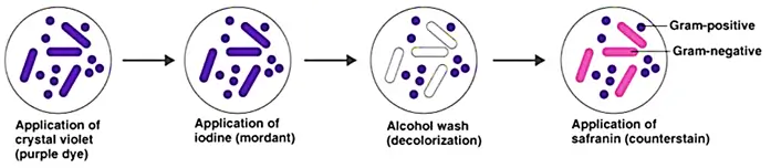 Gram Staining Gram Staining