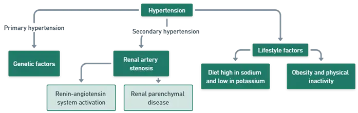 key mechanisms include key mechanisms include Hypertension