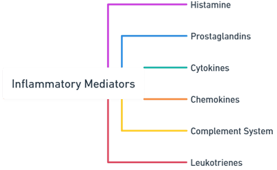 Main Types of Inflammatory Mediators