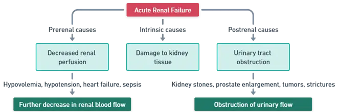 Mechanism of Acute Renal Failure (Acute Kidney Injury)