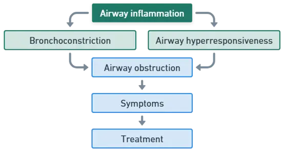 Mechanism of Asthma