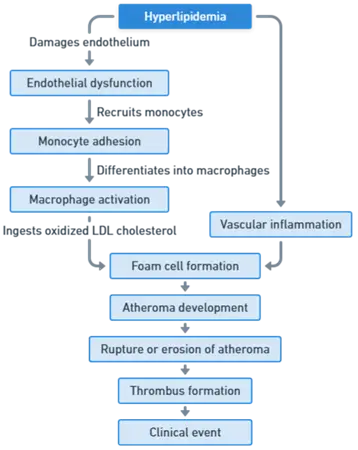 Mechanism of Atherosclerosis