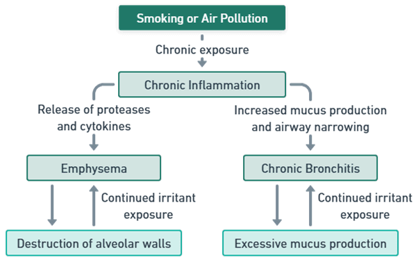Mechanism of COPD