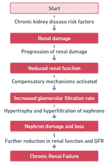 Mechanism of Chronic Renal Failure (chronic kidney disease)