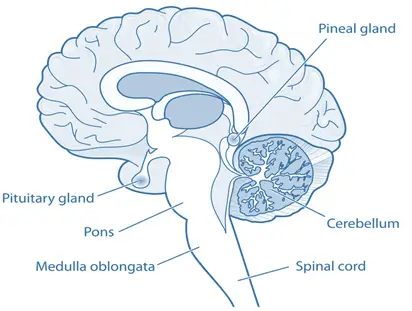 Pineal gland Pineal gland