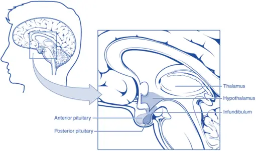 Pituitary gland Pituitary gland