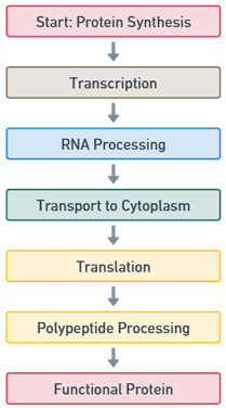 Protein synthesis 
