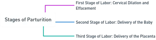 Stages of Parturition Stages of Parturition