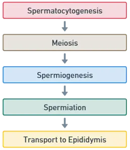 Stages of Spermatogenesis
