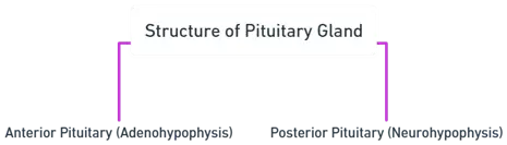 Structure of Pituitary gland Structure of Pituitary gland