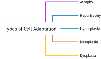 Types of Cell Adaptation