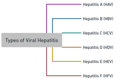 Types of Hepatitis