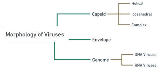 Viruses