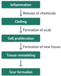 principles of wound healing