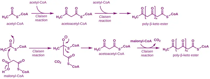 Acetate Pathway (Polyketide Pathway) Acetate Pathway (Polyketide Pathway)