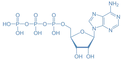 Adenosine triphosphate Adenosine triphosphate
