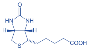 Biotin Biotin of Coenzymes