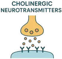 Cholinergic Neurotransmitters 
