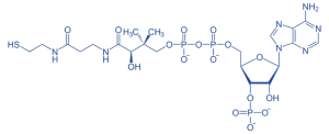 Coenzyme A (CoA) Coenzyme A (CoA)