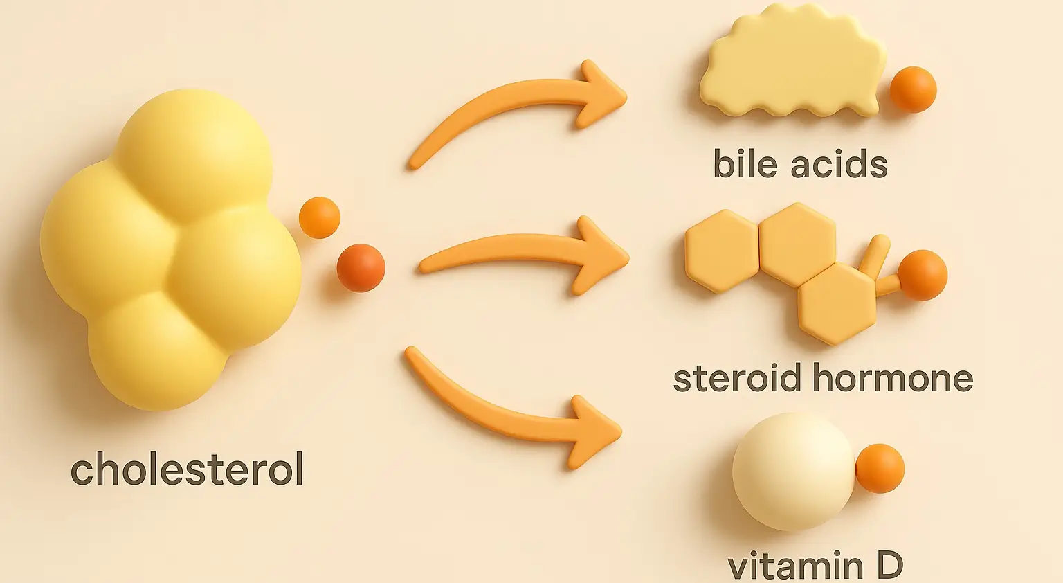 Conversion of cholesterol into bile acids, steroid hormone & vitamin D
