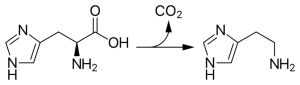 Conversion of histidine to histamine by histidine decarboxylase
